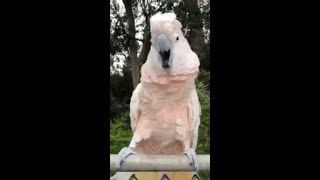 Baby The Cockatoo Vocalizing And Dancing [upl. by Dnalloh]