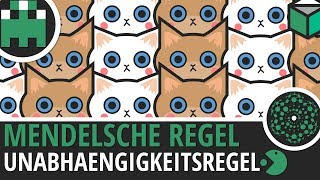 Dritte Mendelsche Regel Unabhängigkeitsregel einfach erklärt│Biologie Lernvideo Learning Level Up [upl. by Klapp224]