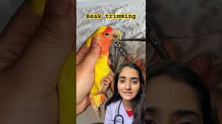 Beak trimming Pahadi Doctor  birds parrot animals [upl. by Romina]