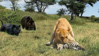 Aghast Evil Leopard Risked Its Life To Ambush Lion Failed It Cost Her Her Life [upl. by Adnohser]