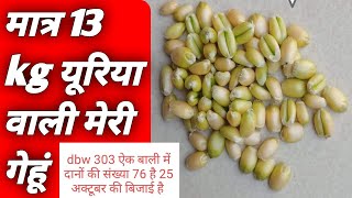 DBW 303। wheat new variety yield 2023। मात्र 13 kg यूरिया वाली गेहूं। wheat farming in india। [upl. by Yanrahc]