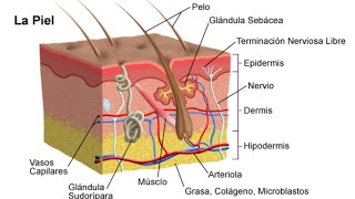 Componentes de la piel y Capas de la piel Epidermis Hipodermis Dermis Glándulas Sebáceas [upl. by Eyahsal385]