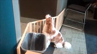 Louis the Cavalier King Charles Spaniel Howls [upl. by Nilkcaj839]