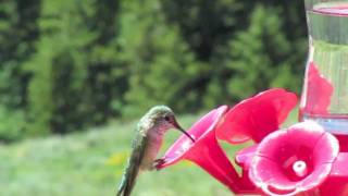 Humming Bird in slow motion [upl. by Arutnev953]