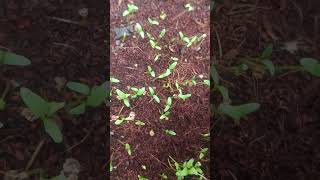 Palak germination shortsvideo [upl. by Ongun]