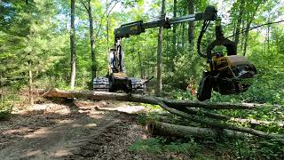 Ponsse Ergo 8w C5 H8 cutting a white oak [upl. by Codding553]