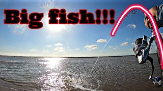 Surf fishing for GIANT fish Galveston Tx [upl. by Lehctim]