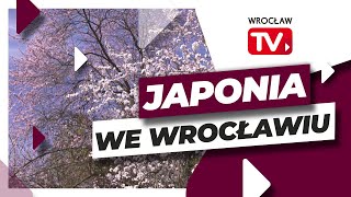 Ogród Japoński otwarty po zimowej przerwie Już zachwyca kolorami  Wrocław TV [upl. by Gertie]