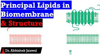 3 Principal Classes of Membrane Lipids [upl. by Aseen]