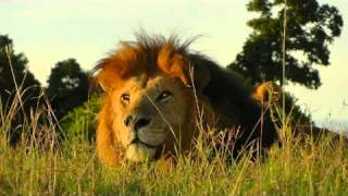 Lion Notch  King of the Mara and his Five Sons [upl. by Leiria]