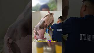 Que debemos tener en cuenta al colectar un cerdo verraco porcicultura pig [upl. by Mehsah]