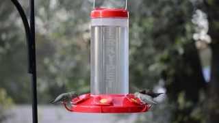 PerkyPet® The Grand Master Plastic Hummingbird Feeder [upl. by Amhser]