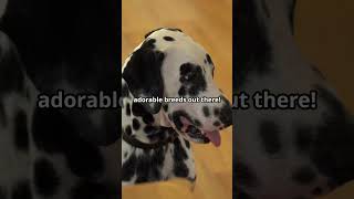 Dalmatians are the BEST Spotted Dogs [upl. by Krystal67]