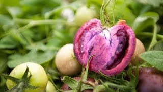 Bumper harvest for GM purple tomatoes [upl. by Aon846]