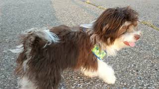 Coco 575 months old havanese puppy barking like a boss [upl. by Anneiv]