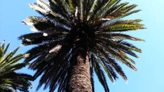 Phoenix Canariensis  Canary Island date palm tree HD 01 [upl. by Inasah]