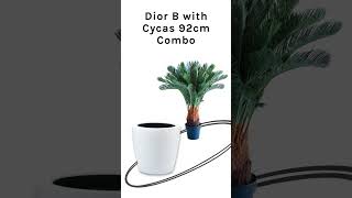 Dior B Fibreglass Pot with Artificial Cycas Plant 92cm [upl. by Herzberg360]