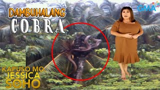 Kapuso Mo Jessica Soho DAMBUHALANG COBRA SINLAKI NG PUNO NG BUKO  kmjs  kmjs latest episode [upl. by Yesoj996]