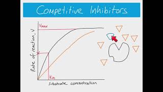 AS Biology  Enzyme inhibitors [upl. by Itagaki527]