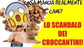 Lo scandalo dei croccantini cosa mangia realmente il tuo cane [upl. by Darcee]