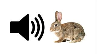 Rabbit  Sound Effect  ProSounds [upl. by Tamer]