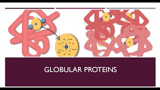 The Secret of Globular and Fibrous Protein [upl. by Susan]