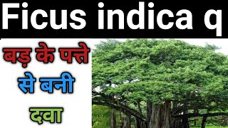 Ficus Indica mother tincture खून को रोकने में मदद करता है।। ficus indica himeopathy।। [upl. by Hteik]