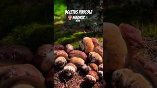 Boletus pinophilus madrid 2024🌲🍄 porcini setas mushroom funghi micologia boletus [upl. by Laicram]