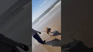 German Boxer Hund am Meer in Blåvand Nordsee [upl. by Doralia]