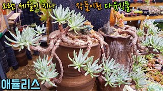 두툼한 목대가 보여주는 기나긴 세월의 흔적 다육식물 애듈리스Dudleya edulis [upl. by Janek750]