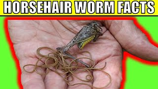 Horsehair worm Facts Weird amp Mind bending Life Cycle of this Disgusting Parasite [upl. by Flaherty]