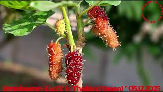 caesper puedpien brombeerenisaan thailand anbau obst fruit แบล็กเบอร์รี่ ernte garten [upl. by Lapointe]