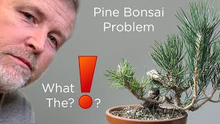 Bonsaify  Japanese Black Pine Bonsai Fall Cleanup and Health Check [upl. by Pazit]