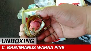 UNBOXING  Coenobita Brevimanus Warna Pink Lila dan Violascens  Video Unboxing  Crabpedia [upl. by Elisabetta]