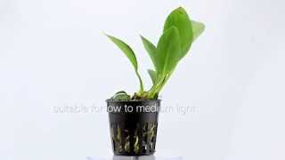 Anubias congensis  tie it to wood or rocks in your planted aquarium [upl. by Stilu352]