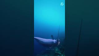 Narwhal sciencefacts shorts [upl. by Giff]