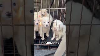 pomeranian spitz puppy for sale trivandrum keralatranspotation available pomeranian puppies [upl. by Onitsirc129]