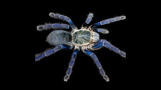 Cobalt Blue Tarantula [upl. by Nohj450]