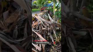 We found a HUGE pile of free discarded Bromeliad plants in the trash [upl. by Therese]