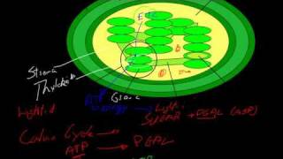 Biology Photosynthesis Lightdependent and independent reaction [upl. by Sams668]