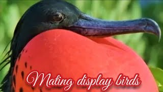 Mating Display Birds Courtship Display Birdsbird Mama TV [upl. by Amathiste]