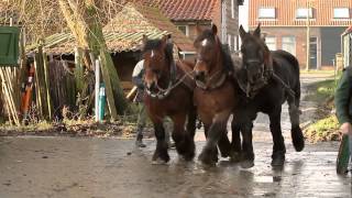 paardenkracht  Promo  Trekpaarden [upl. by Morey]