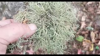 Foraging For and Making Usnea Tincture [upl. by Leveroni]