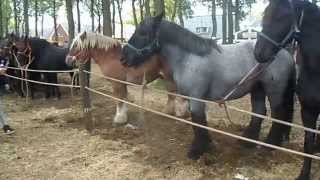 Pferdemarkt ZUIDLAREN PaardenmarktPferdeHolland 2015 NL Teil 1 [upl. by Enitnatsnoc]