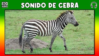 SONIDO DE CEBRA 🦓 [upl. by Assilram323]