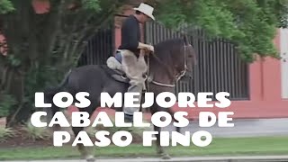 Los Mejores Caballos de Paso Fino Colombiano de los Ultimos Tiempos [upl. by Joacima77]