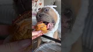 Happy Easter Lets make Carrot pupcakes dog doglover bullybreed baking cupcake [upl. by Drofxer676]