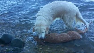 Le plus mignon des sauvetages  Un golden retriever sauve un bébé cerf en train de se noyer [upl. by Ocko146]