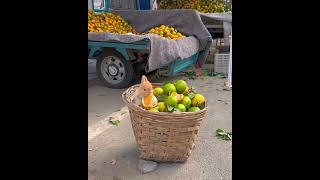 Mandalina C Vitamini Tavşan da Stres Giderici Allahın İzniyle [upl. by Huntington]