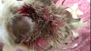 Maggots in dog paw  Veterinary Video [upl. by Madelina833]